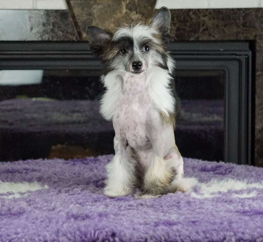 Octavia Planet Of Dream