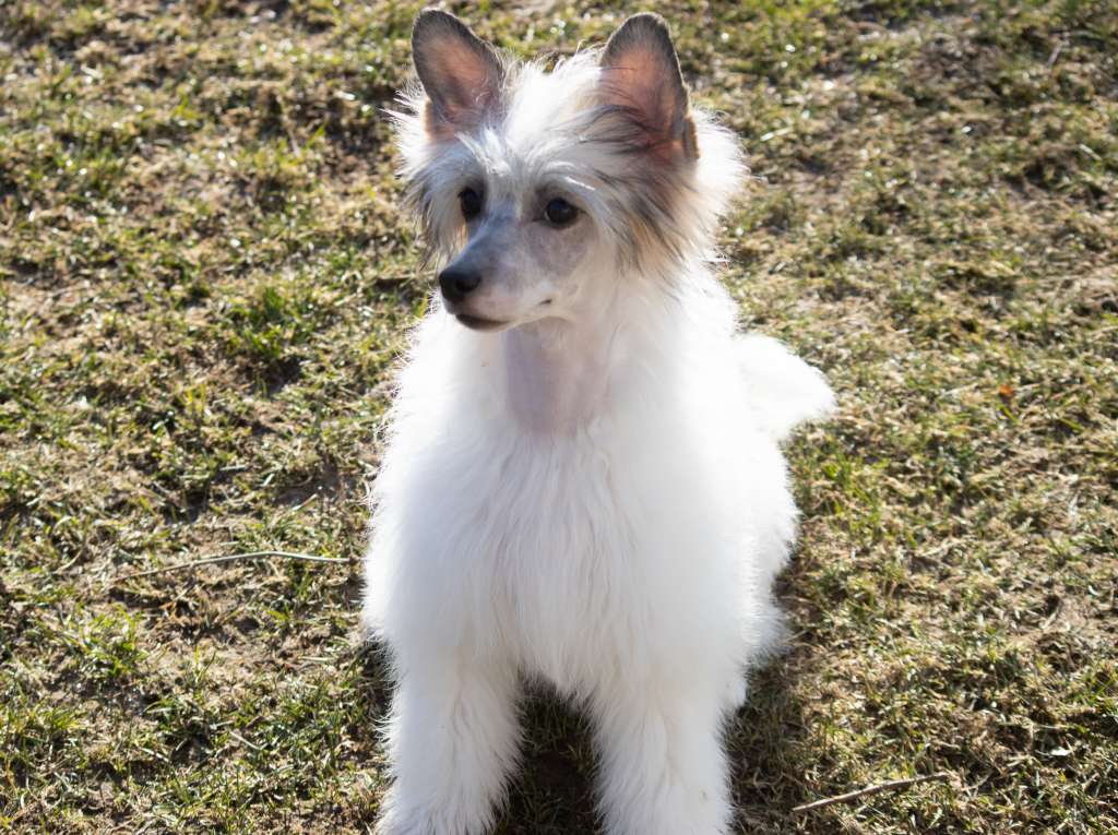 Crestilux High Hopes