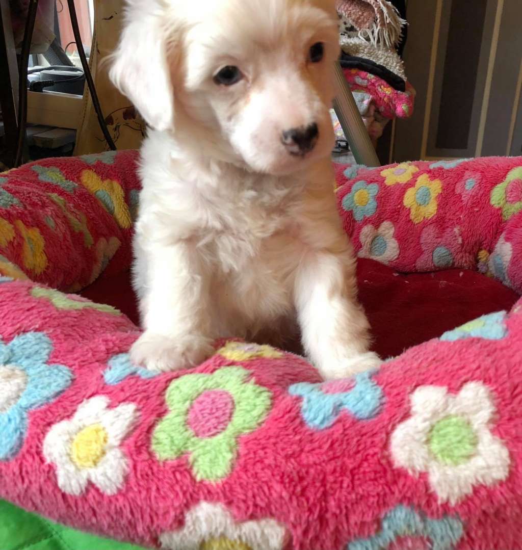 Prefix The White Tiger