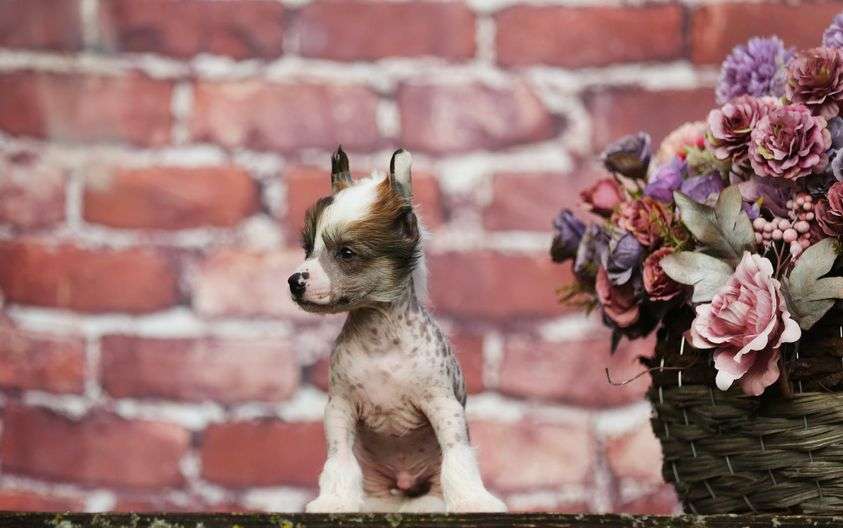 Orssy Plysovy pritel