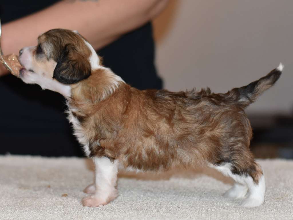 Tapi-Tapi Sweet Kiss