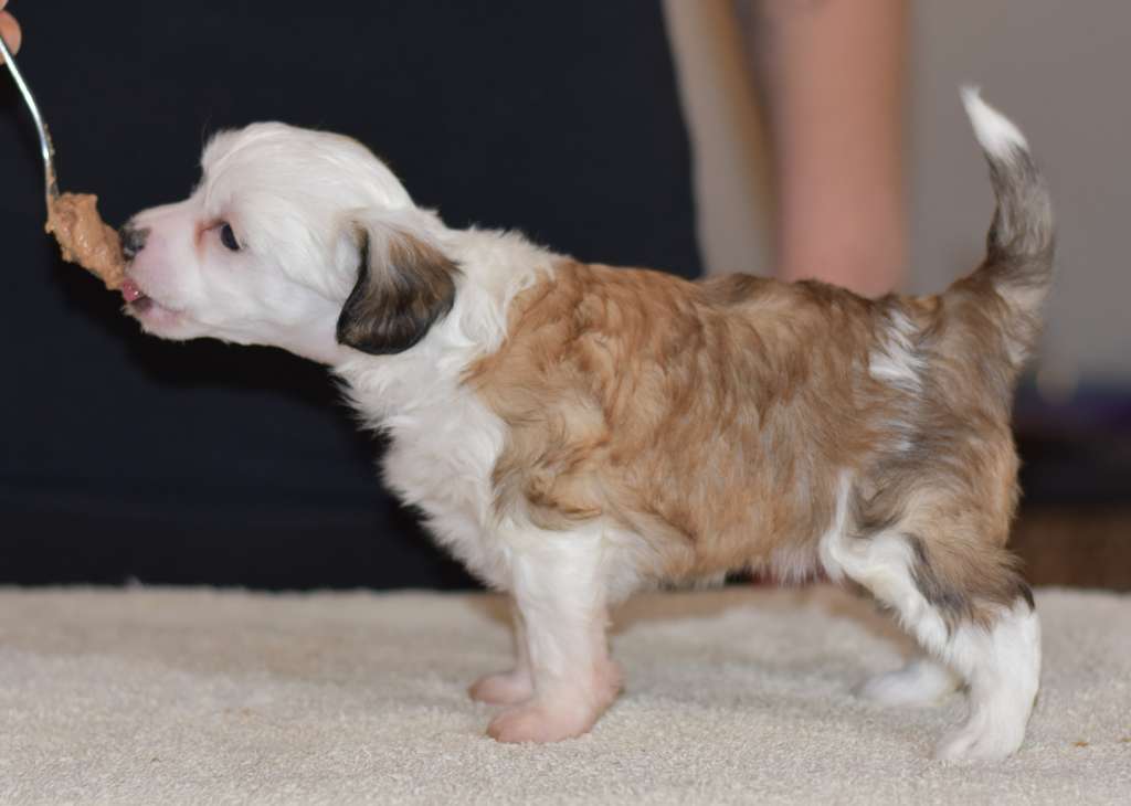 Tapi-Tapi La Mariquita