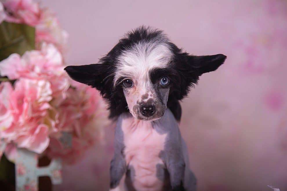 Fiery Fame Buon Amico