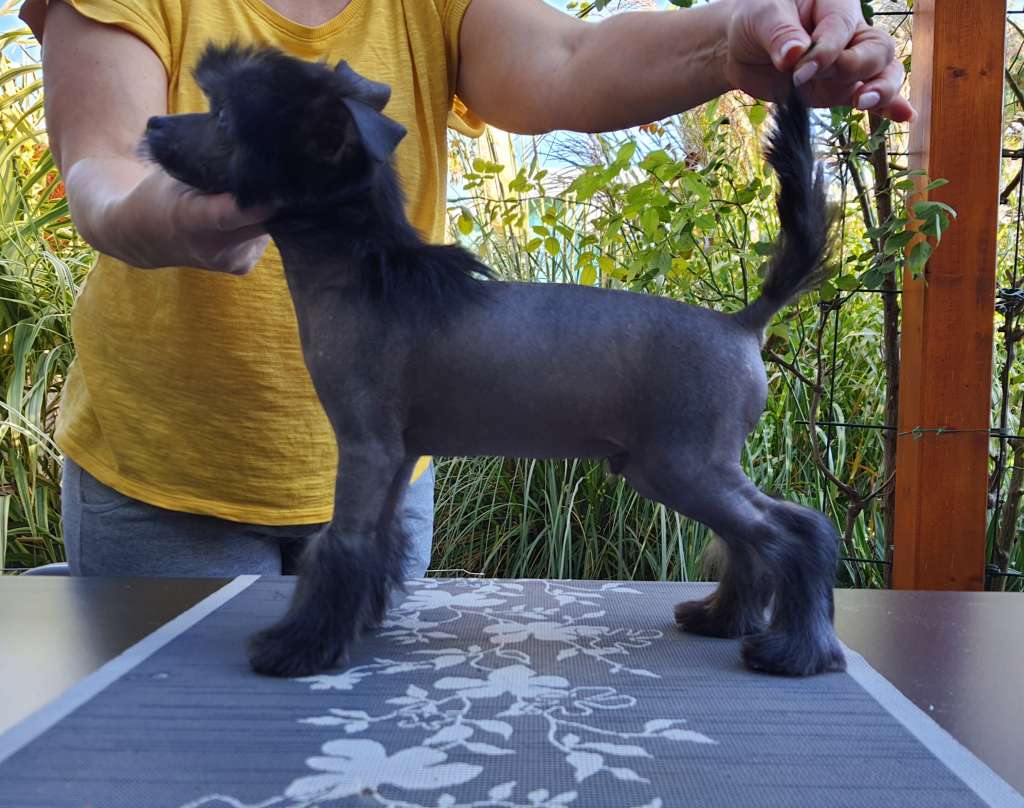 PEPPER Caramella's Family