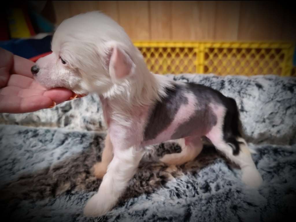 Long Haul's Immortal Claim to Flame