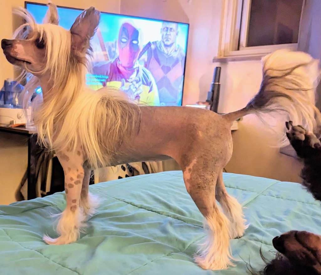 Long Haul's Apple of Immortal Sin