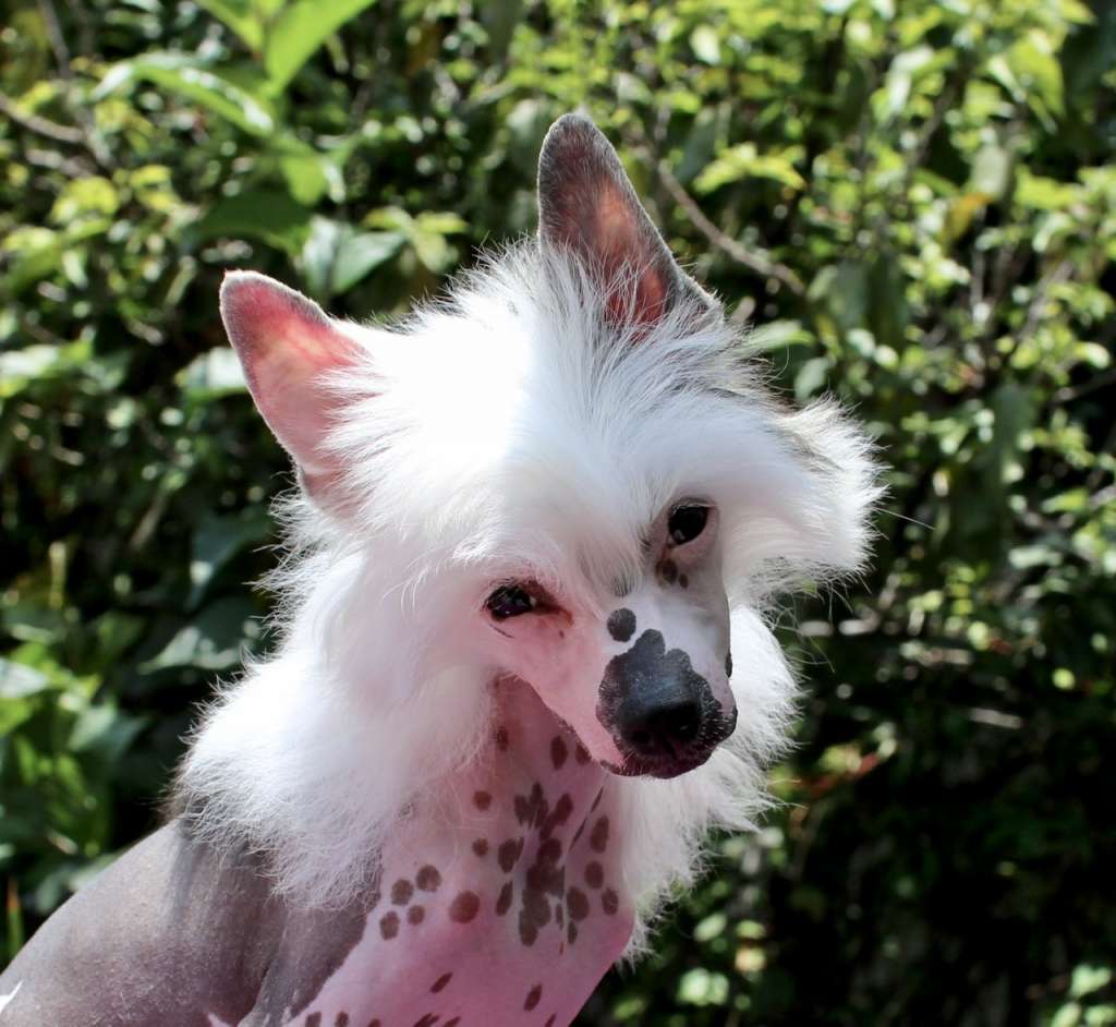 Mía A Dream Come True