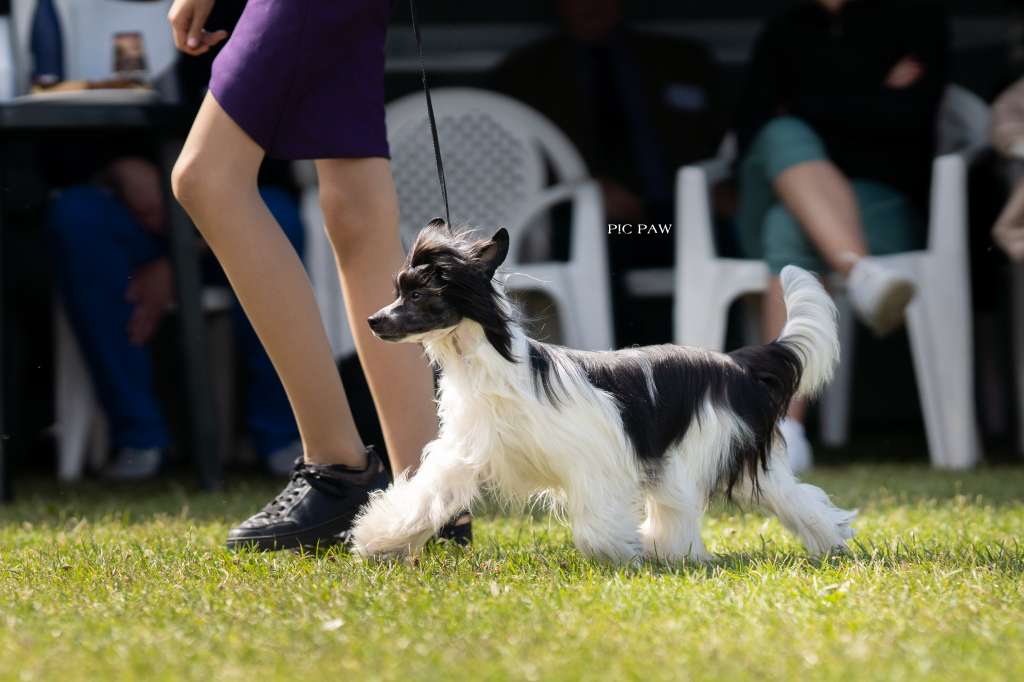 Jadelly White Fusion