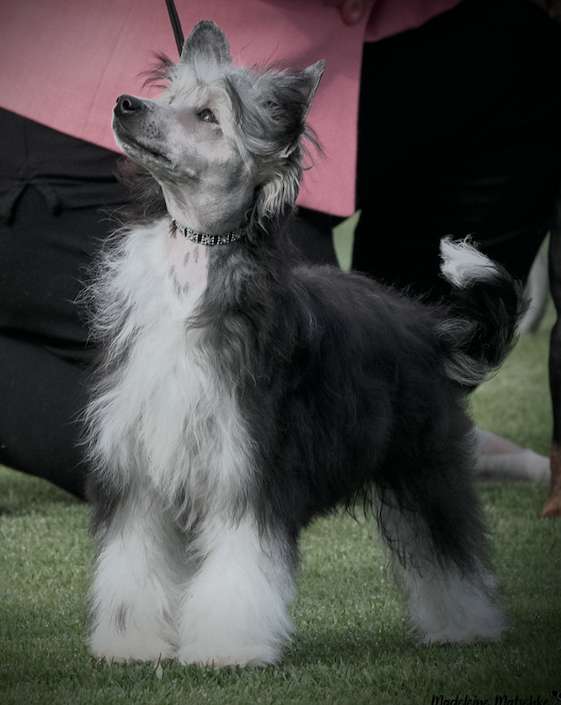 Cadiz Magic Stockings