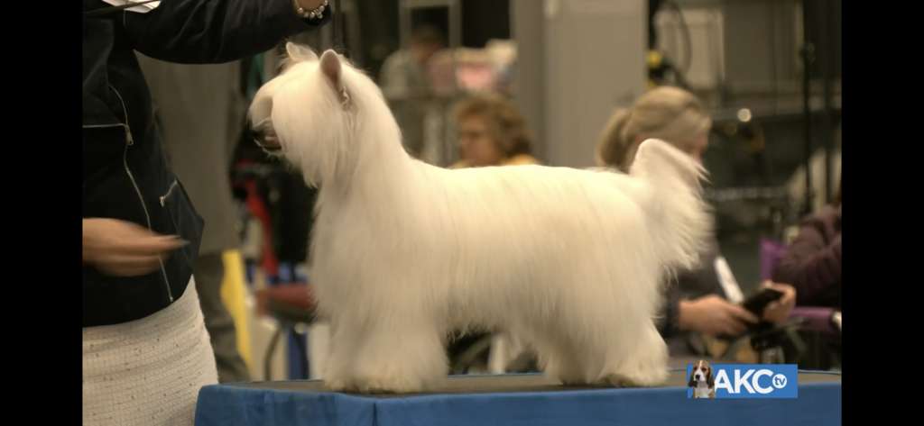 The Lion Lady's Footloose & Fancy Free