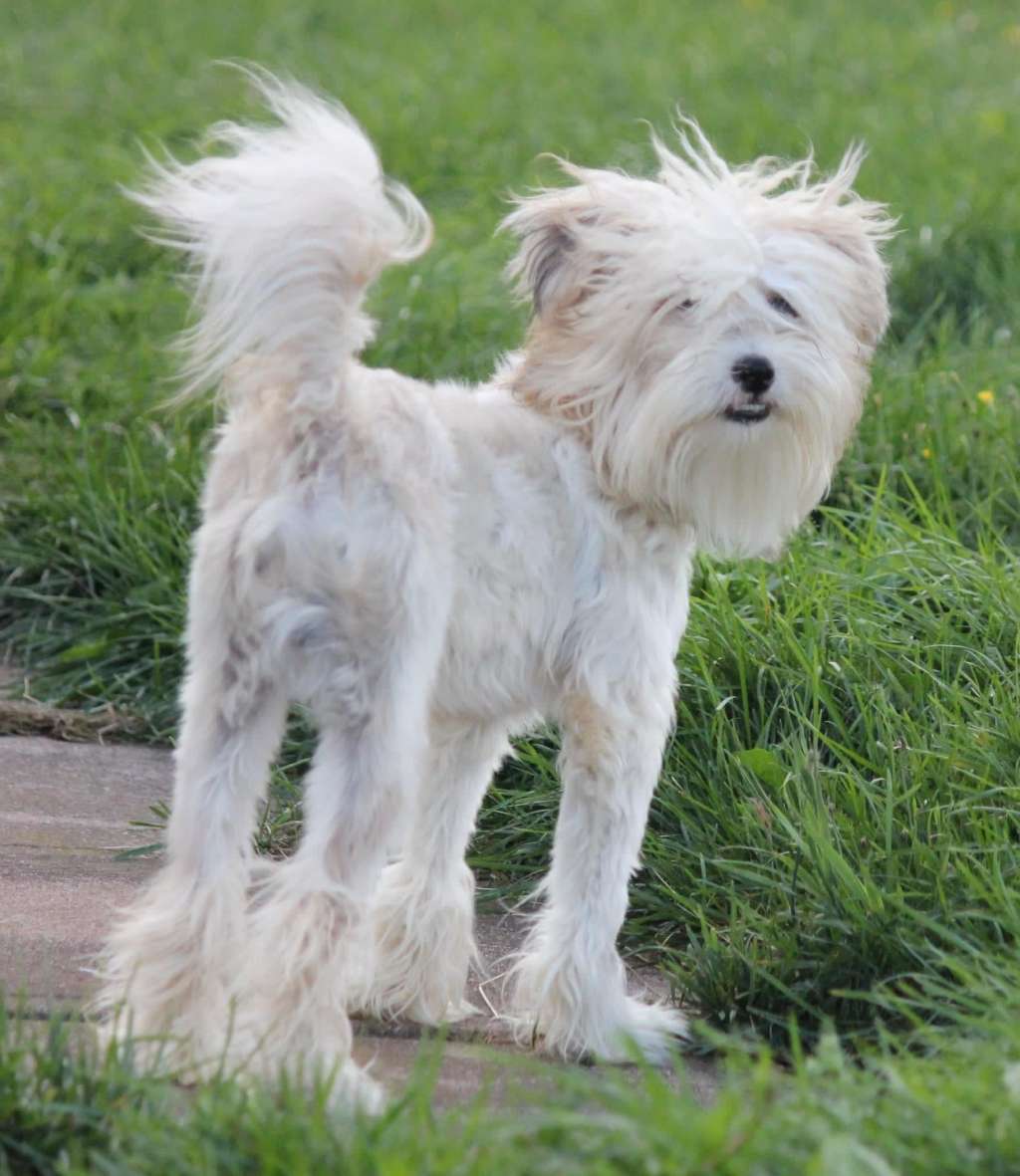 Bidwin Sweet Emotions Gardine