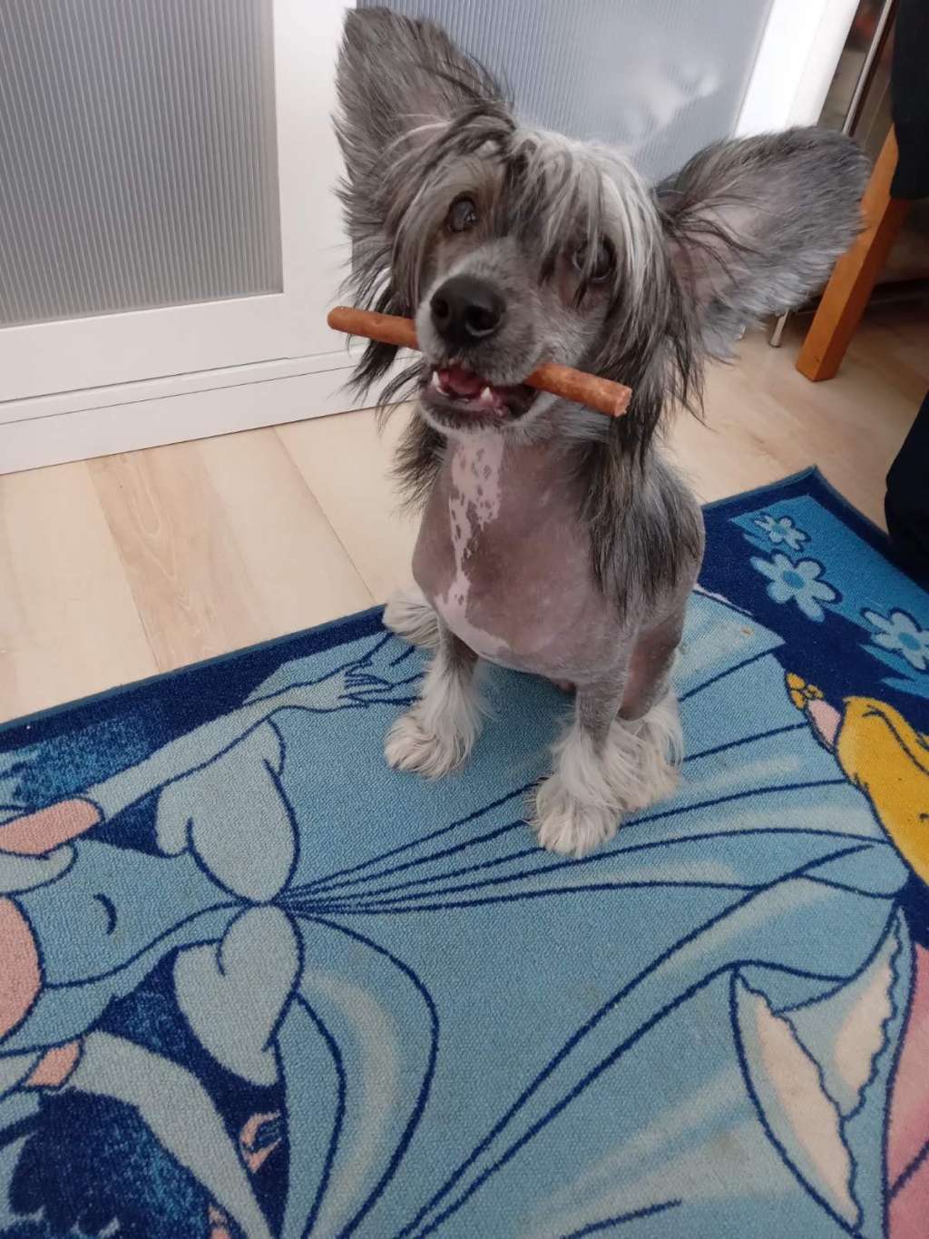 Cladary Triumph Ibrahim Sultan