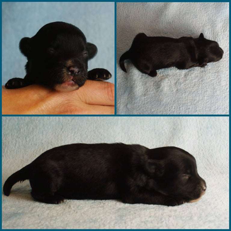 Beysa:s Caribbean Night