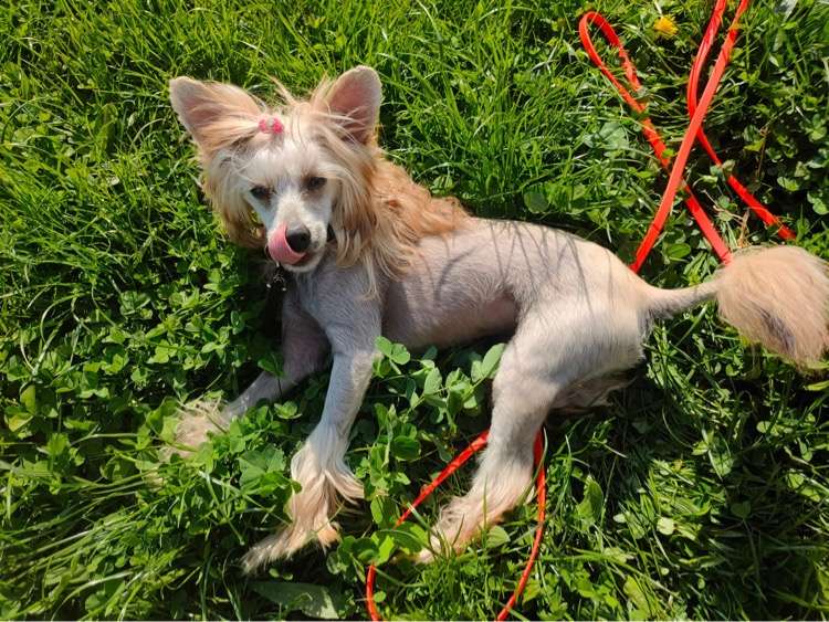 JARDIM Modern Family