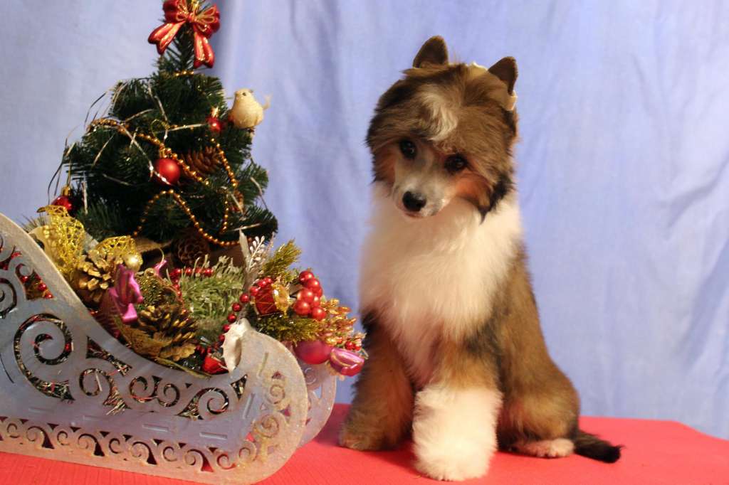 Via Della Seta Caramel Corn