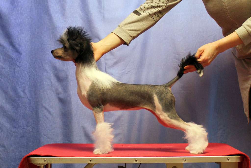 Via Della Seta La Divina Commedia