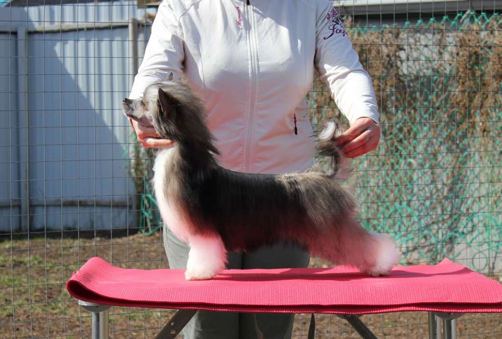 Via Della Seta Lavender Blossom