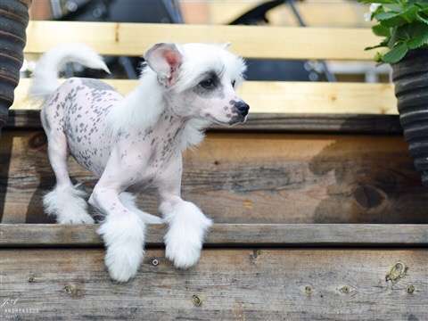 Hundtassens Lovely Girl