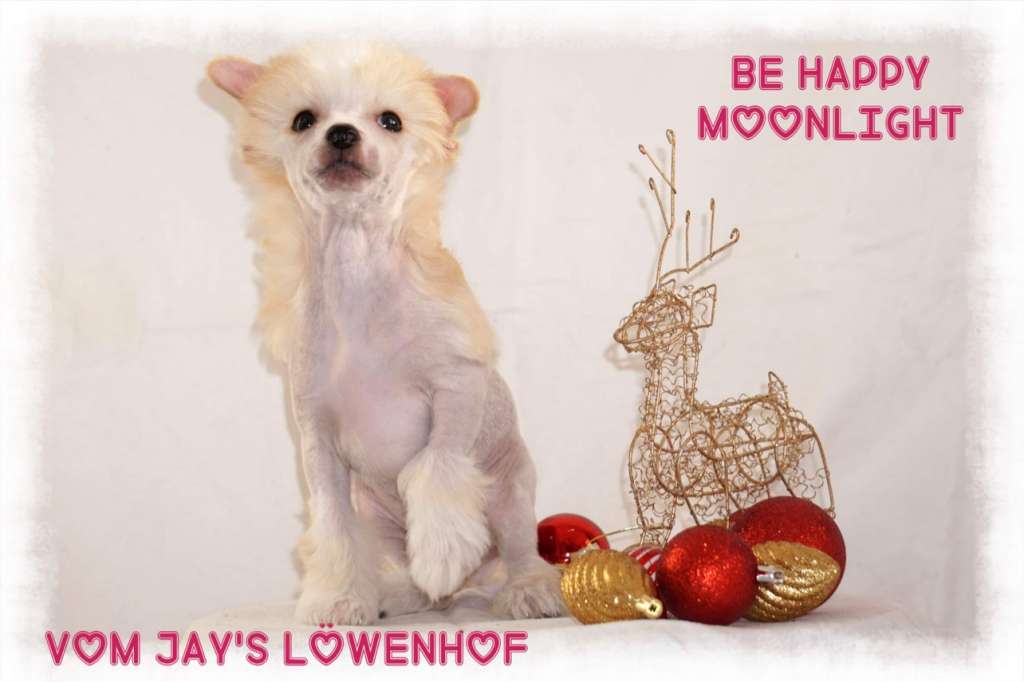 Be Happy Moonlight vom Jay's Löwenhof