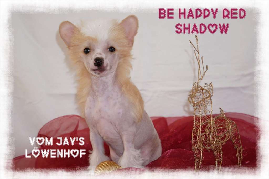 Be Happy Red Shadow vom Jay's Löwenhof