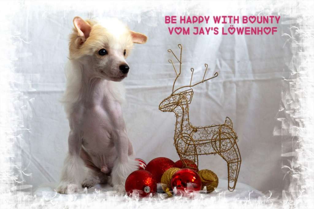 Be Happy With Bounty vom Jay's Löwenhof