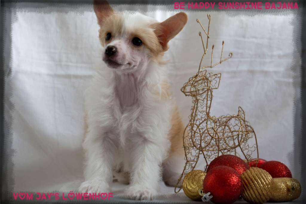 Be Happy Sunshine Bajana vom Jay's Löwenhof