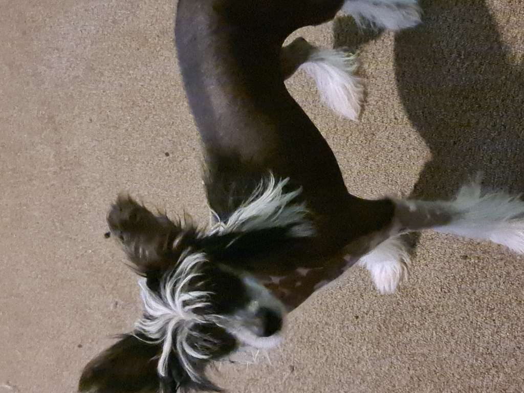 Tribble get me th manager