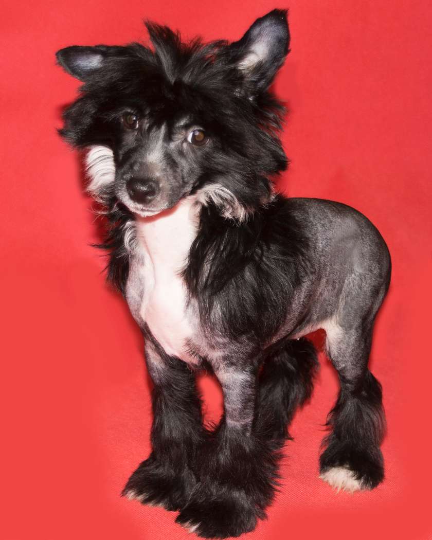 Hello Molly Zaczarowany Flet