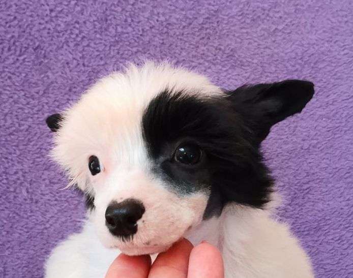 Fundoklia-völgyi Kaszanics Annabell