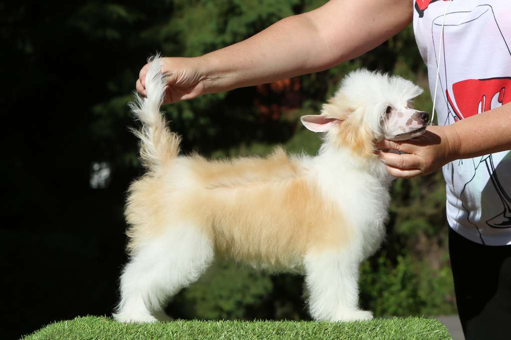 Incanto Del Mondo Mafia