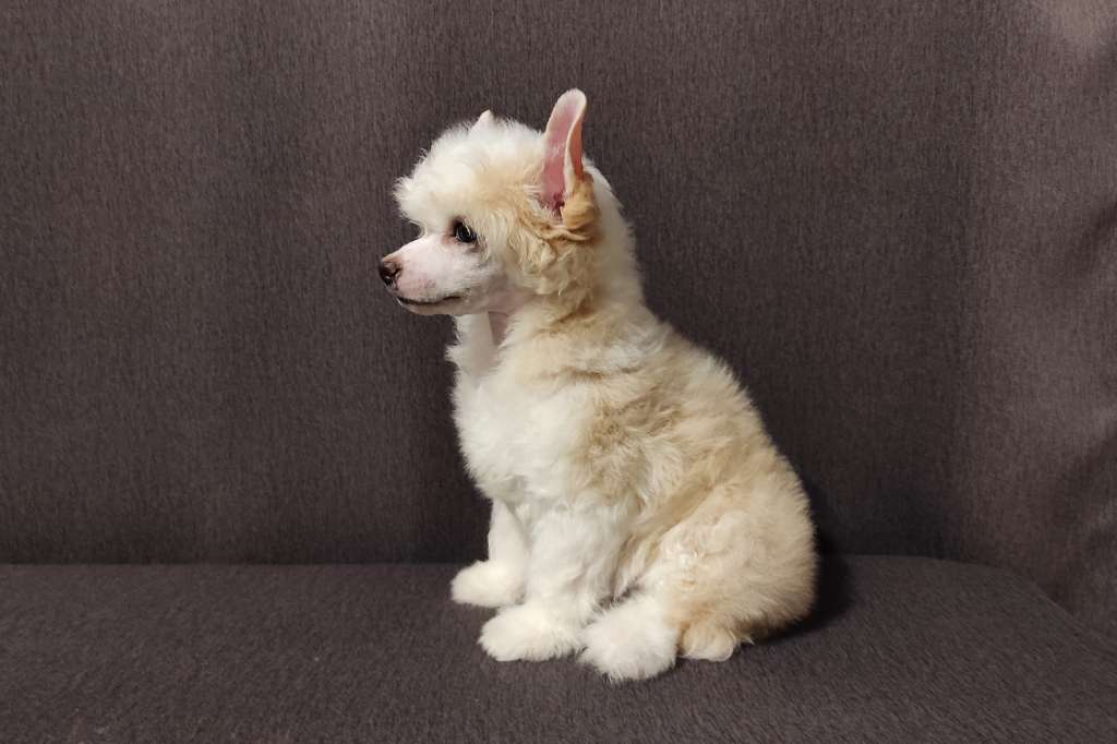 Incanto Del Mondo Miami