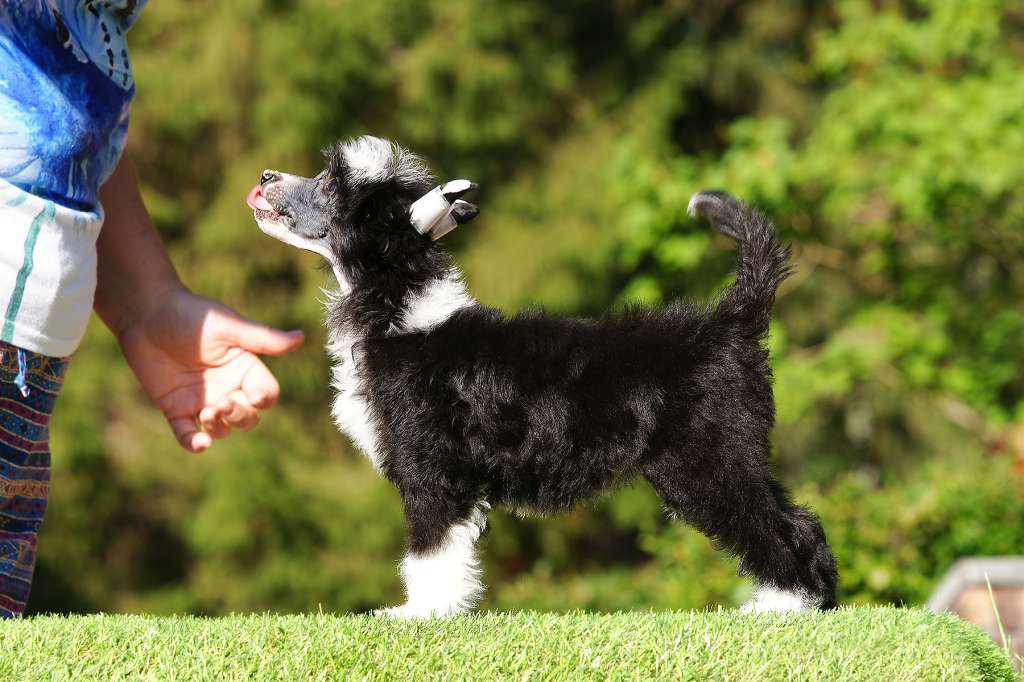 Incanto Del Mondo Noire Magie Noire