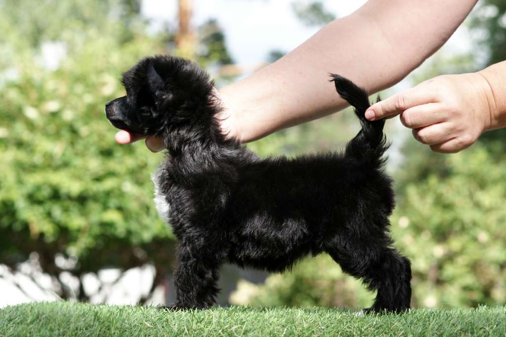 Incanto Del Mondo Ocean Reef Rock