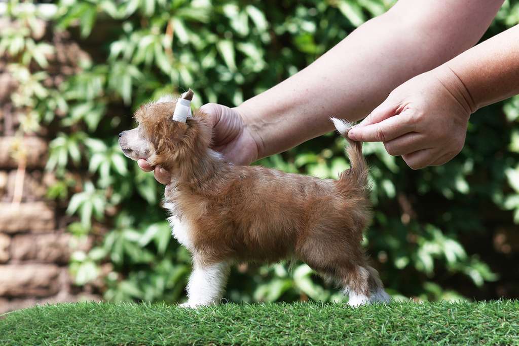 Incanto Del Mondo Orbit