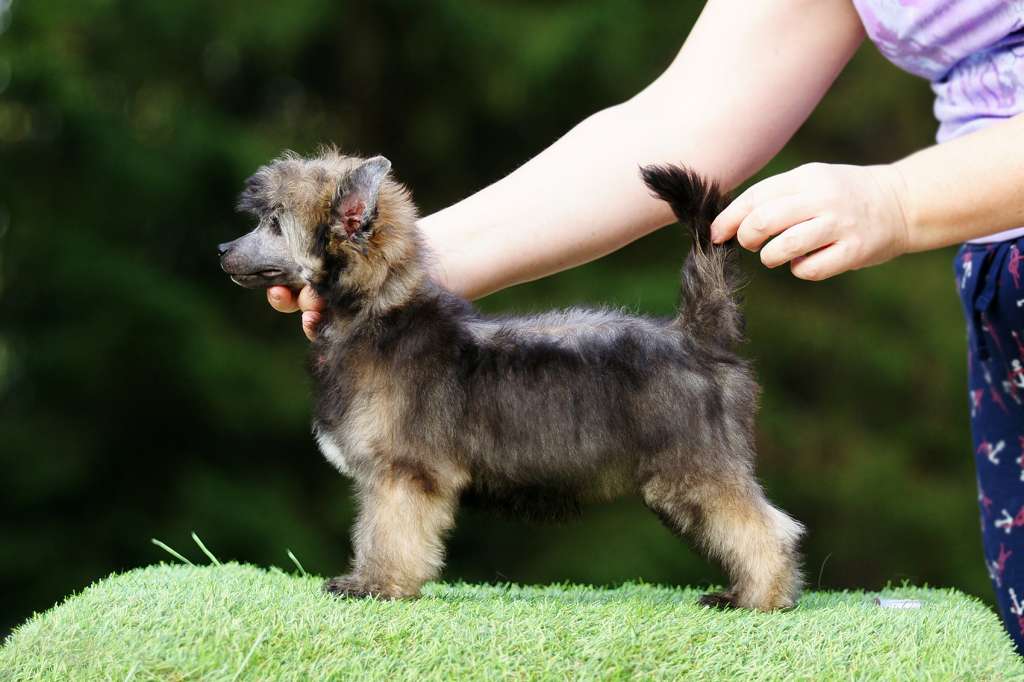 Incanto Del Mondo Popcorn