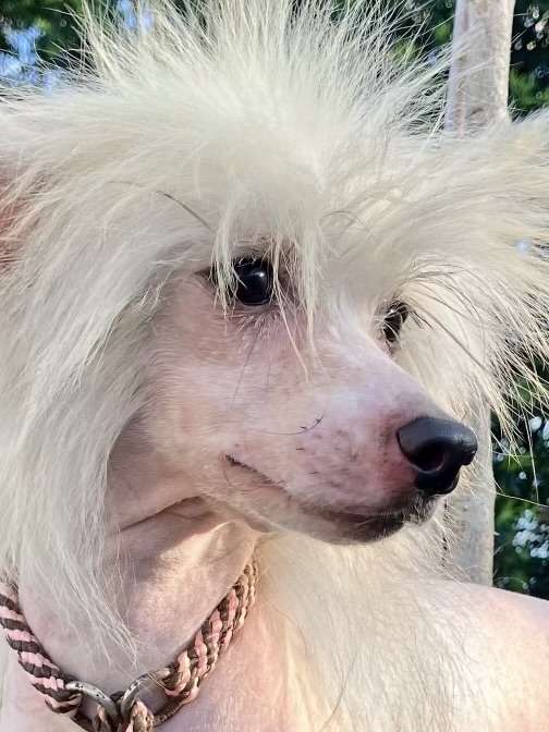 Halcyon Thanks For The Tea And Sympathy