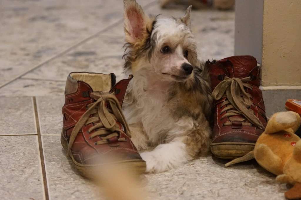 LADY Daisy Kings of Dreams