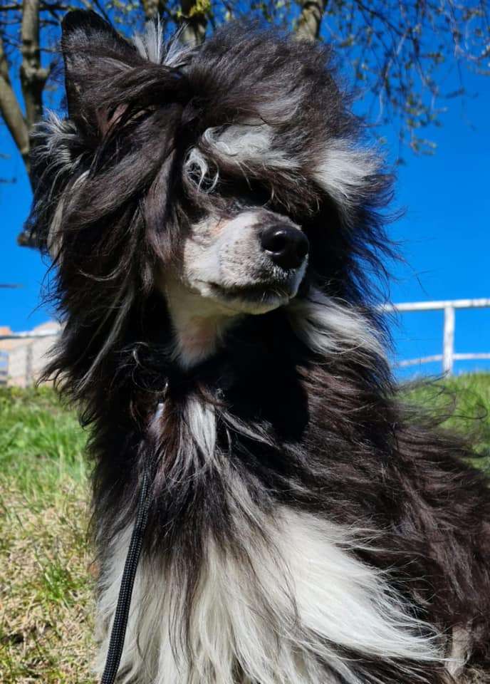 Shining Force Zhull-Vern