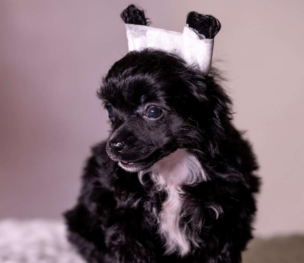 Jacarei Modern Family