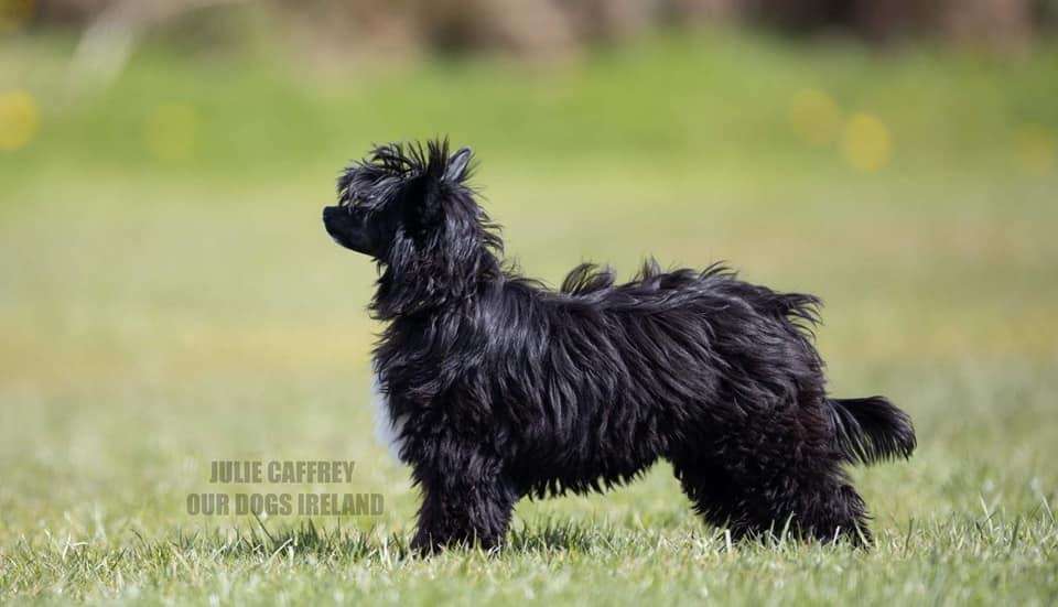 Japeri Modern Family