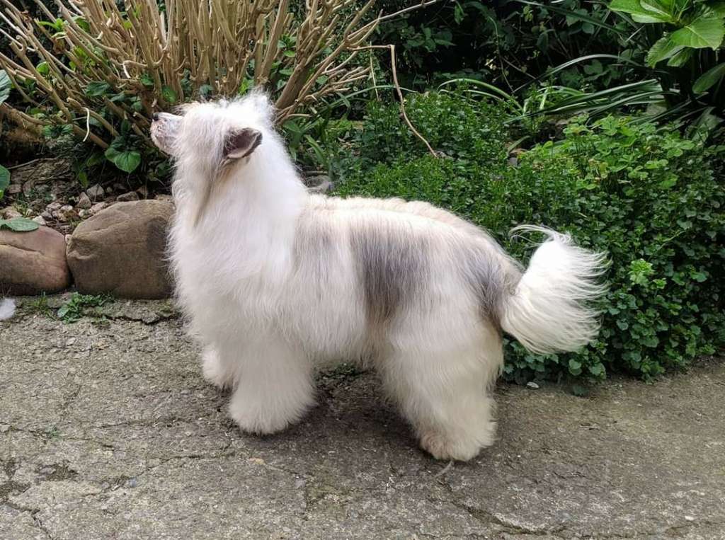 Herbu Diamentowej Elity Prada