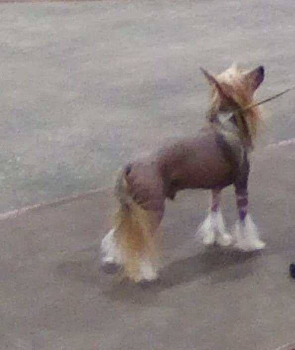 Gingery's Take the High Road