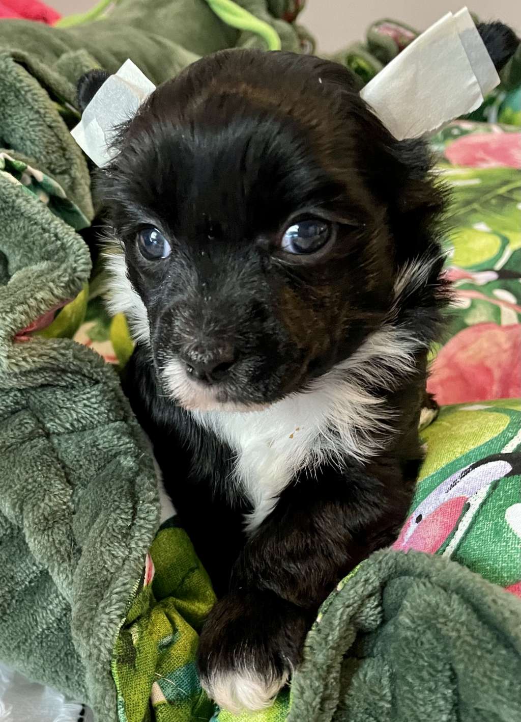 FronkLinn's Groovy Baby