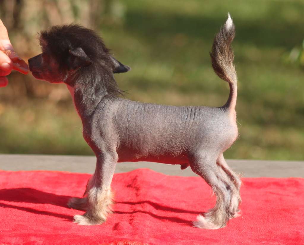 Moon Harbour Soprano