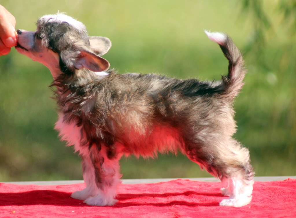 Moon Harbour  Starlight