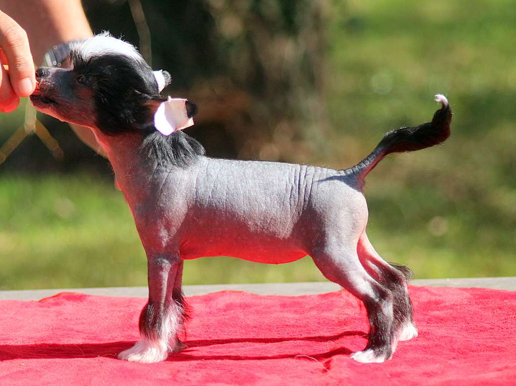 Moon Harbour Storm Cloud