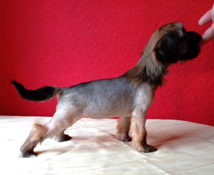 Almira von den Lawitzer Cavelln