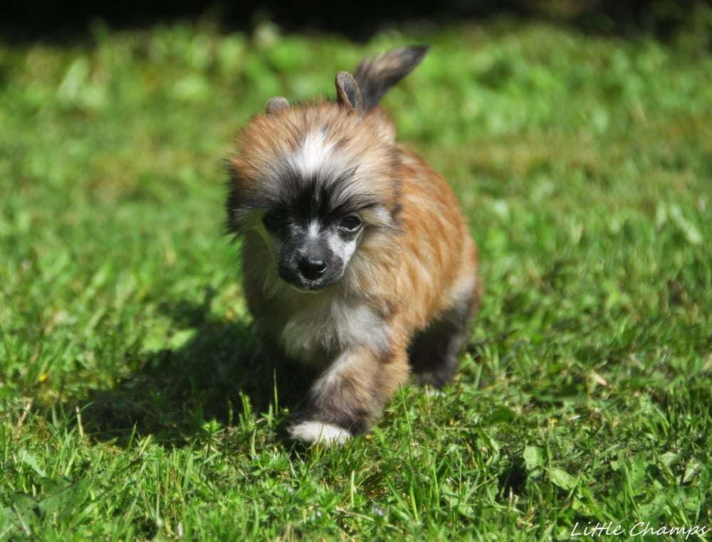 Sundae Little Champs