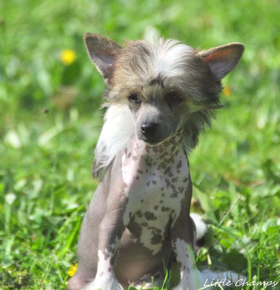 Sappho Little Champs