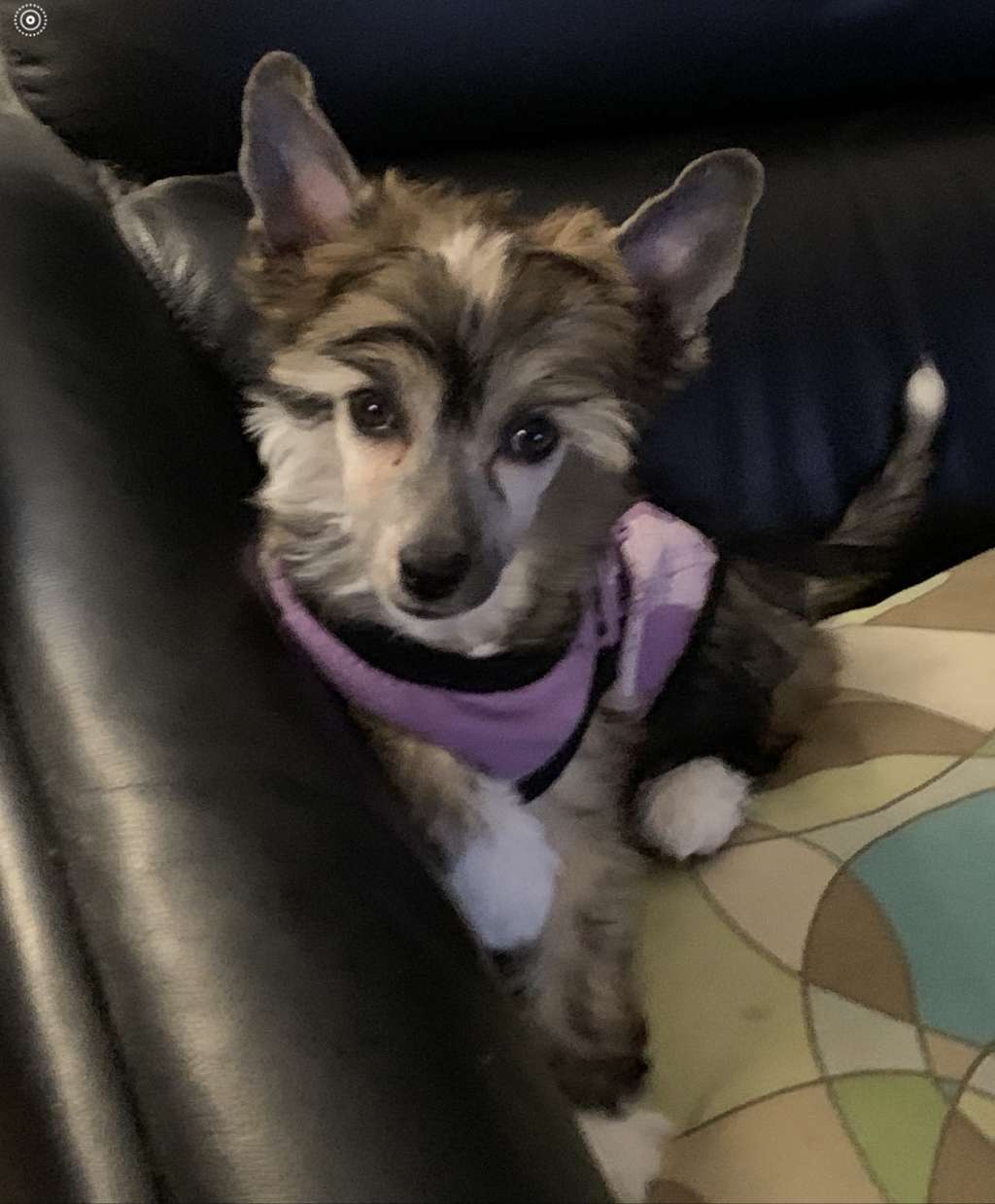 Sassytails Who's Your Daddy